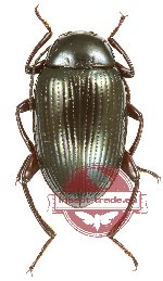 Tenebrionidae sp. 110