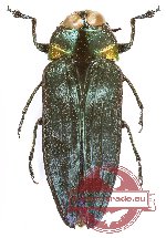 Belionota sp. 22