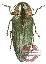 Belionota sp. 21