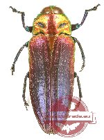 Belionota sp. 20 (A2)