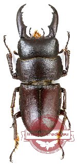 Dorcus intermedius intermedius