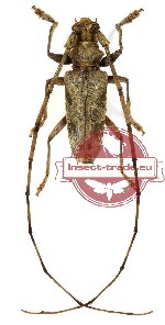 Acalolepta fasciata