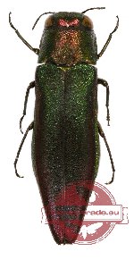 Agrilus sp. 32A (5 pcs)