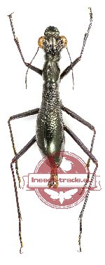 Tricondyla sp. 2