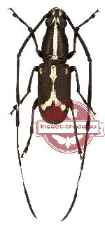 Xenocerus lateralis Jordan, 1894