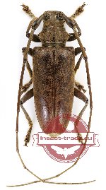 Acalolepta producta (5 pcs)