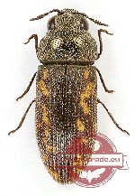 Acmaeodera rubromaculata oertzeni