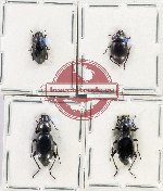 Scientific lot no. 418 Tenebrionidae (4 pcs A2)