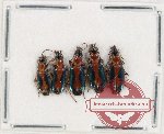 Scientific lot no. 686 Carabidae (5 pcs)
