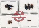 Scientific lot no. 681 Carabidae (8 pcs A, A-, A)