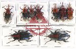 Scientific lot no. 758 Curculionidae (9 pcs - 2 pcs A2)