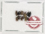 Scientific lot no. 748 Curculionidae (11 pcs)