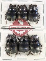 Scientific lot no. 744 Coprophaga (6 pcs)