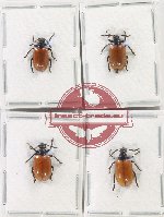 Scientific lot no. 500 Chrysomelidae (4 pcs)