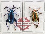 Scientific lot no. 498 Chrysomelidae (2 pcs)