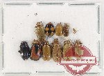 Scientific lot no. 490 Chrysomelidae (10 pcs)