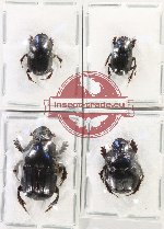 Scientific lot no. 755 Coprophaga (4 pcs)