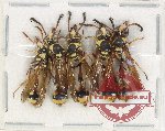 Scientific lot no. 424 Hymenoptera (5 pcs)