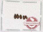 Scientific lot no. 179 Nitidulidae (5 pcs)