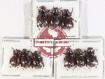 Hybosorinae Scientific lot no. 96 (9 pcs)