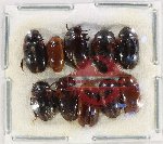 Scientific lot no. 157 Erotylidae (10 pcs)