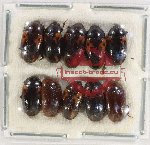 Scientific lot no. 156 Erotylidae (10 pcs)