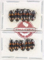 Scientific lot no. 155 Erotylidae (10 pcs)