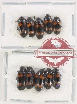 Scientific lot no. 154 Erotylidae (10 pcs)