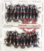 Scientific lot no. 153 Erotylidae (10 pcs)