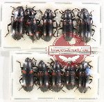 Scientific lot no. 151 Erotylidae (10 pcs)