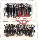 Scientific lot no. 152 Erotylidae (10 pcs)