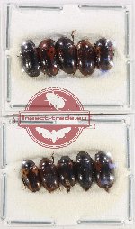 Scientific lot no. 158 Erotylidae (10 pcs)