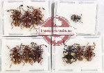 Scientific lot no. 90 Endomychidae (10 pcs)