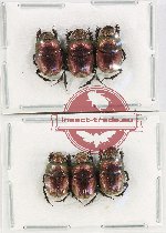 Scientific lot no. 741 Coprophaga (6 pcs)