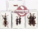 Scientific lot no. 123 Brenthidae (6 pcs - 2 pcs A2)