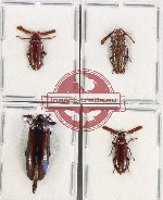 Scientific lot no. 9 Callirhipidae (4 pcs - 1 pc A2)