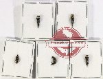 Scientific lot no. 75 Mordellidae (5 pcs A, A-, A2)