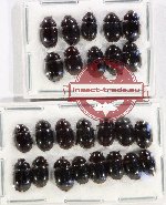 Hydrophilidae Scientific lot no. 258 (25 pcs)