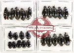 Hydrophilidae Scientific lot no. 254 (24 pcs)