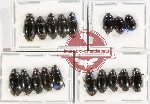 Scientific lot no. 255 Hydrophilidae (18 pcs)