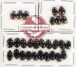 Hydrophilidae Scientific lot no. 260 (28 pcs)