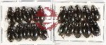 Hydrophilidae Scientific lot no. 256 (20 pcs)