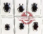 Scientific lot no. 98 Histeridae (6 pcs)