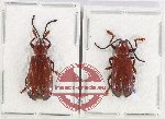 Scientific lot no. 499 Chrysomelidae (2 pcs)