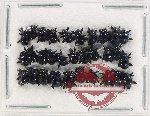 Scientific lot no. 485 Chrysomelidae (30 pcs)