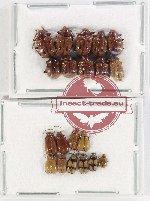 Scientific lot no. 488 Chrysomelidae (20 pcs)