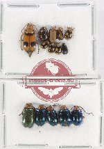 Scientific lot no. 487 Chrysomelidae (14 pcs)