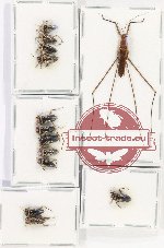 Scientific lot no. 1075 Heteroptera (13 pcs)