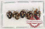 Scientific lot no. 1113 Heteroptera (5 pcs A2)