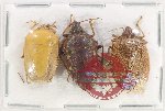Scientific lot no. 1112 Heteroptera (3 pcs A2)